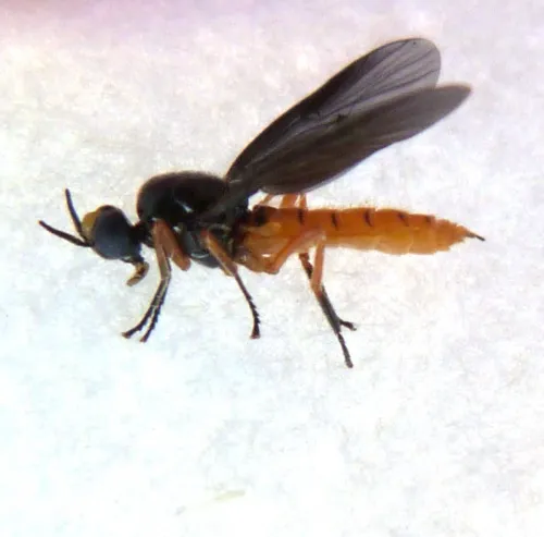 Scarce Orange Legionnaire - photo 2