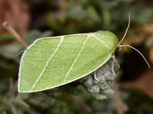 Scarce Silver-lines - Bena bicolorana