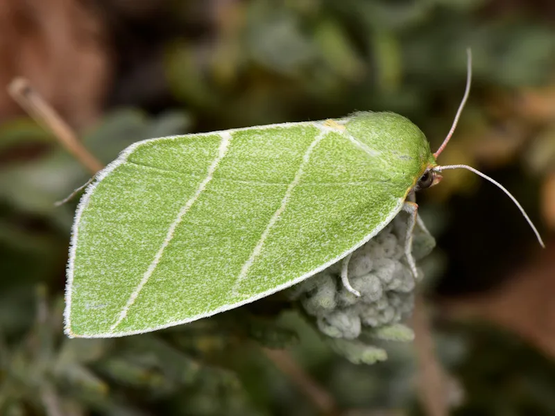 Scarce Silver-lines - photo 2