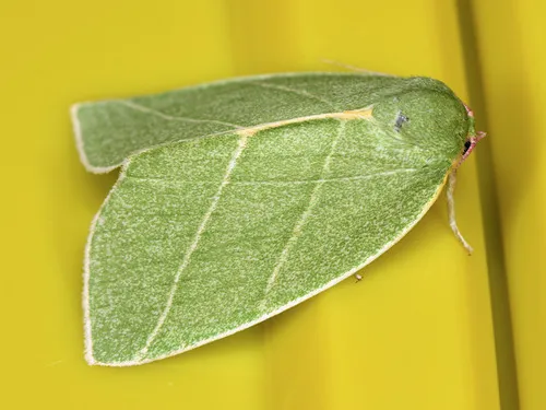 Scarce Silver-lines - photo 4
