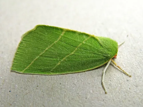 Scarce Silver-lines - photo 5