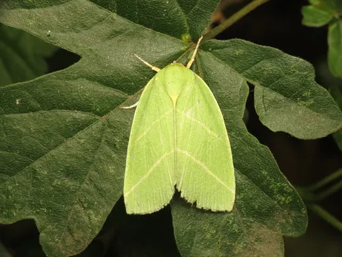 Scarce Silver-lines - photo 6