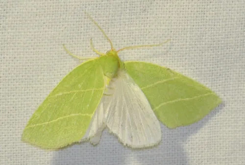 Scarce Silver-lines - photo 7
