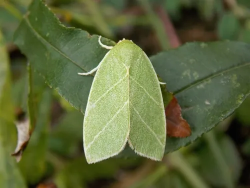 Scarce Silver-lines - photo 8