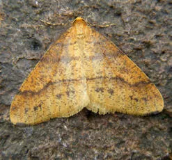 Scarce Umber