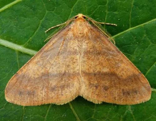 Scarce Umber - photo 2
