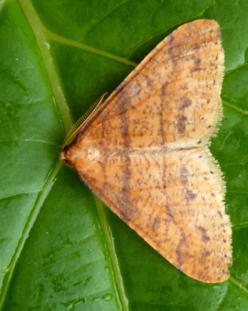 Scarce Umber - photo 3