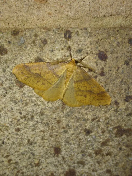 Scarce Umber - photo 4