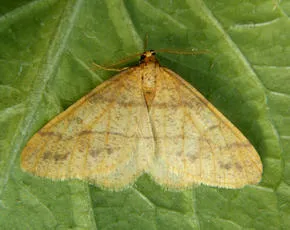 Scarce Umber - photo 5