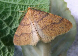 Scarce Umber - photo 6