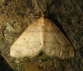 Scarce Umber - photo 7