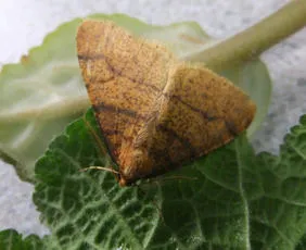 Scarce Umber - photo 8
