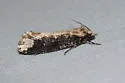 Scardia amurensis - Hodges#0311.1