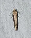 Scardia amurensis - Hodges#0311.1 - photo 2