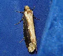 Scardia amurensis - Hodges#0311.1 - photo 3