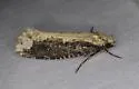 Scardia amurensis - Hodges#0311.1 - photo 4