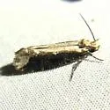 Scardia amurensis - Hodges#0311.1 - photo 5