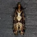 Scardiella approximatella - Hodges#0308