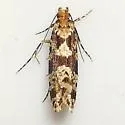 Scardiella approximatella - Hodges#0308 - photo 2