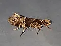 Scardiella approximatella - Hodges#0308 - photo 3