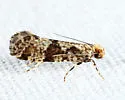 Scardiella approximatella - Hodges#0308 - photo 4