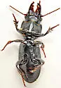 Scarites lissopterus