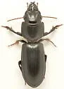 Scarites lissopterus - photo 3
