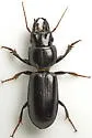 Scarites lissopterus - photo 4