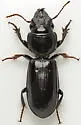 Scarites lissopterus - photo 5