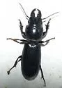 Scarites quadriceps