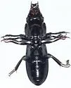 Scarites quadriceps - photo 2