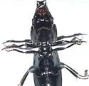 Scarites quadriceps - photo 3