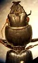Scarites quadriceps - photo 5