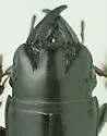 Scarites stenops - photo 2