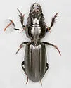Scarites vicinus