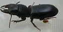 Scarites vicinus - photo 2