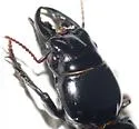 Scarites vicinus - photo 3