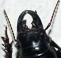 Scarites vicinus - photo 4
