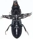 Scarites vicinus - photo 5