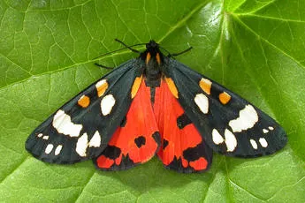 Scarlet Tiger - photo 2