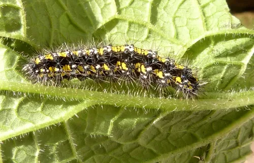 Scarlet Tiger - photo 3