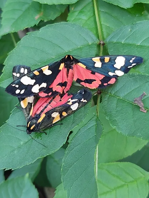 Scarlet Tiger - photo 4