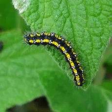 Scarlet Tiger - photo 5