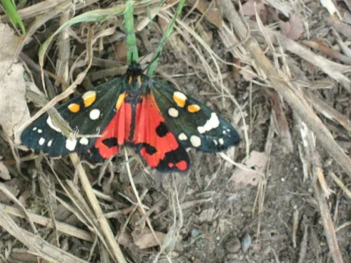 Scarlet Tiger - photo 6