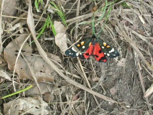 Scarlet Tiger - photo 7