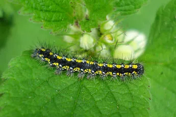 Scarlet Tiger - photo 8