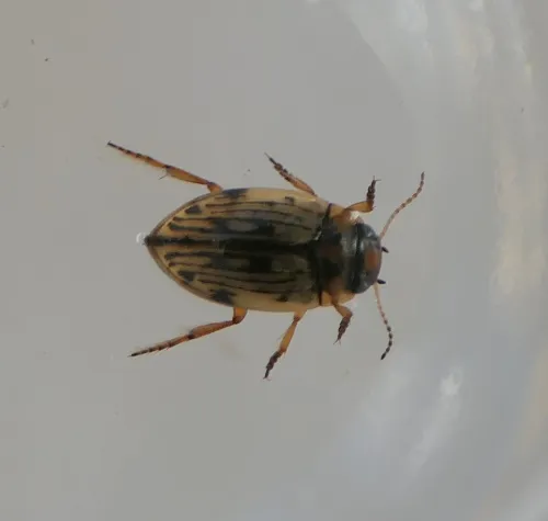 Scarodytes halensis - photo 2