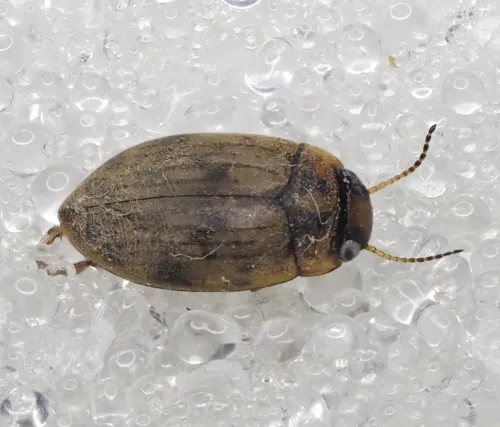 Scarodytes halensis - photo 3