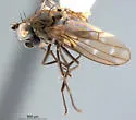 Scatella laxa - Scatella laxa