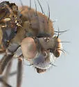 Scatella laxa - photo 2